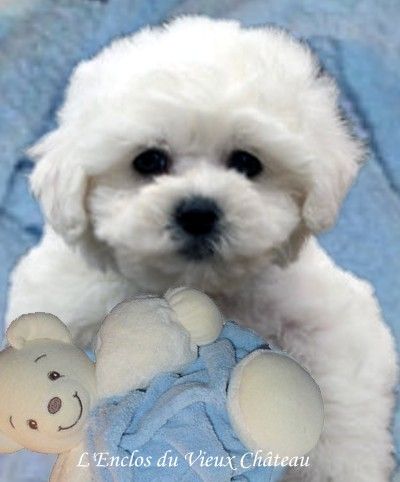Chiots Bichons Frisés disponibles