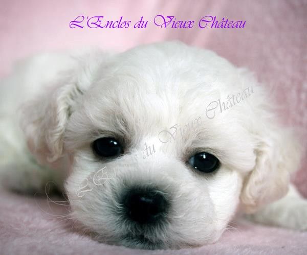 Chiots Bichons Frisés sont à réserver 